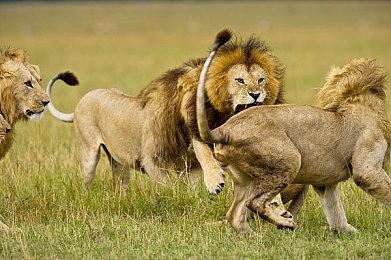 午夜猎魂新手推荐优化方案，免费加速器推荐野豹